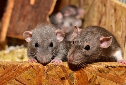 Anordnung einer allgemeinen Rattenbekämpfung
